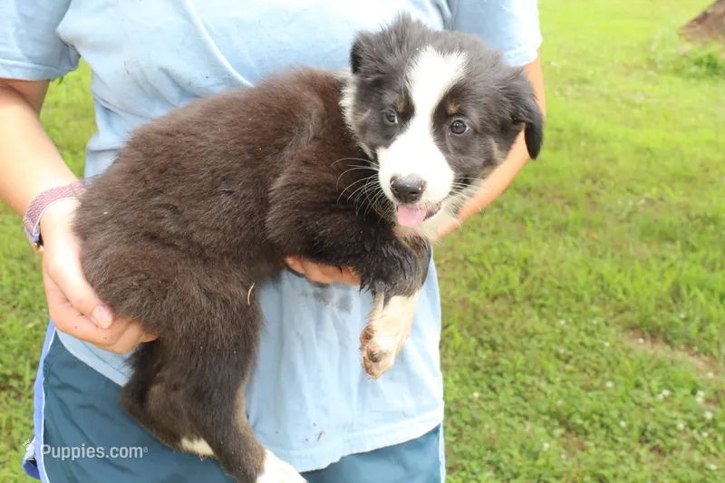 Dolly – Australian Shepherd puppy for sale in Cove, AR