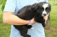 Doc, a male Australian Shepherd for sale in Cove, AR – 1 of 2