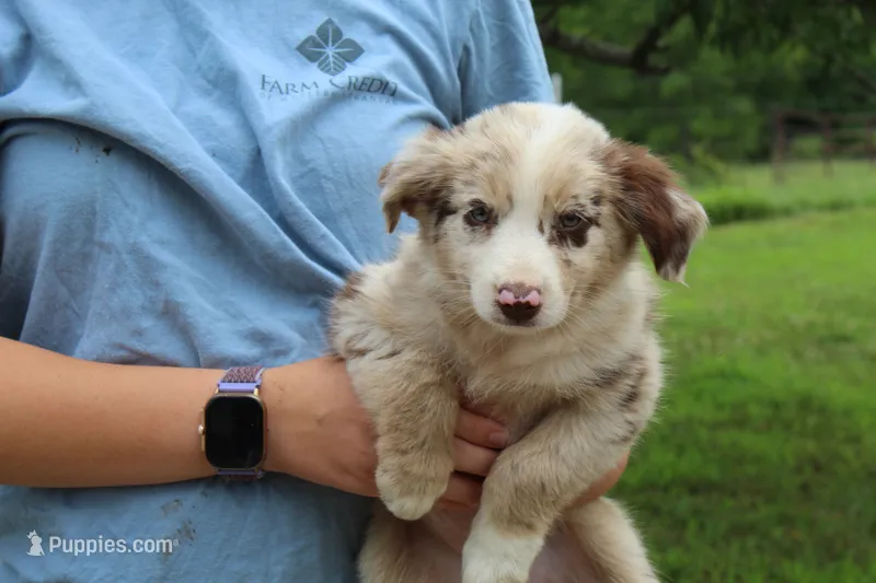 Sadie – Australian Shepherd puppy for sale in Cove, AR