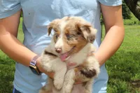 Julie, a female Australian Shepherd for sale in Cove, AR – 3 of 3