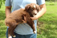 Red, a male Australian Shepherd for sale in Cove, AR – 2 of 3