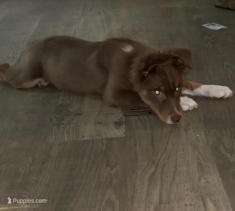 Atlas – Miniature Australian Shepherd puppy for sale in Calhoun, GA