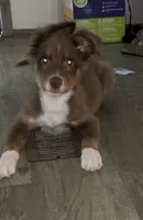 Atlas, a male Miniature Australian Shepherd for sale in Calhoun, GA – 3 of 3