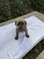 Lil' Mama, a female Cane Corso for sale in Sonora, CA – Photo 2 of 3