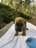 Junior, a male Cane Corso for sale in Sonora, CA – Photo 2 of 4