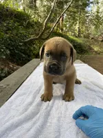 Junior, a male Cane Corso for sale in Sonora, CA – Photo 3 of 4