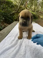 Junior, a male Cane Corso for sale in Sonora, CA – Photo 1 of 4