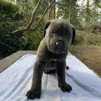Chunky, a male Cane Corso for sale in Sonora, CA – Photo 2 of 3