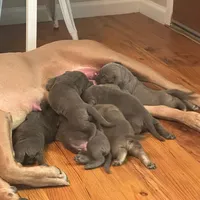 Chunky, a male Cane Corso for sale in Sonora, CA – Photo 3 of 3