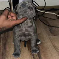 Chunky, a male Cane Corso for sale in Sonora, CA – Photo 1 of 3