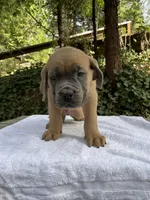 PlusOne, a male Cane Corso for sale in Sonora, CA – Photo 1 of 4