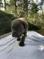 BayBay, a male Cane Corso for sale in Sonora, CA – Photo 2 of 5