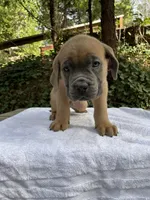 PlusOne, a male Cane Corso for sale in Sonora, CA – Photo 2 of 4
