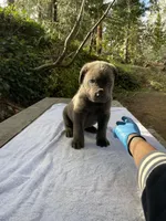 BayBay, a male Cane Corso for sale in Sonora, CA – Photo 4 of 5
