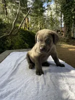 BayBay, a male Cane Corso for sale in Sonora, CA – Photo 3 of 5