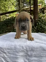 PlusOne, a male Cane Corso for sale in Sonora, CA – Photo 3 of 4
