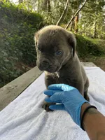 BayBay, a male Cane Corso for sale in Sonora, CA – Photo 1 of 5