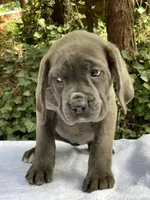 Ghost, a male Cane Corso for sale in Sonora, CA – Photo 2 of 6