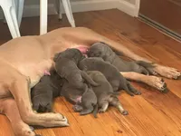 Bluey, a male Cane Corso for sale in Sonora, CA – Photo 4 of 4