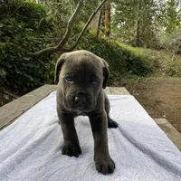 Ghost, a male Cane Corso for sale in Sonora, CA – Photo 3 of 6