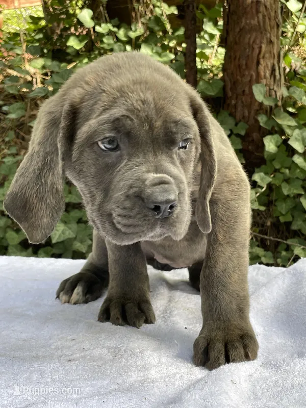 Ghost – Cane Corso puppy for sale in Sonora, CA