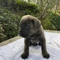 Ghost, a male Cane Corso for sale in Sonora, CA – Photo 5 of 6