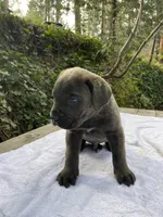 Bluey, a male Cane Corso for sale in Sonora, CA – Photo 3 of 4