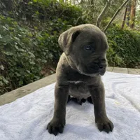 Ghost, a male Cane Corso for sale in Sonora, CA – Photo 4 of 6