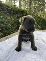 Bluey, a male Cane Corso for sale in Sonora, CA – Photo 2 of 4