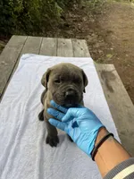 Twin, a male Cane Corso for sale in Sonora, CA – Photo 2 of 3
