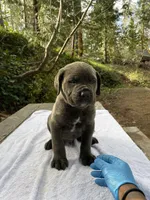 Twin, a male Cane Corso for sale in Sonora, CA – Photo 1 of 3