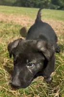 Blue collar, a male German Shepherd Dog for sale in Wolverine, MI – Photo 3 of 3