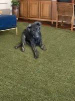 Blue collar, a male German Shepherd Dog for sale in Wolverine, MI – Photo 1 of 3