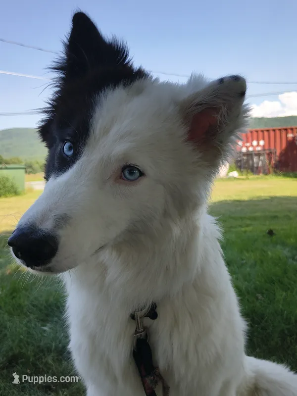 Roku – Yakutian Laika puppy for sale in Greenfield, MA