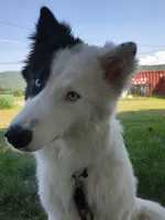Roku, a male Yakutian Laika for sale in Greenfield, MA – 1 of 3