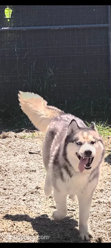 Tempura – Siberian Husky puppy for sale in West Springfield, MA