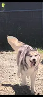 Tempura, a female Siberian Husky for sale in West Springfield, MA – 1 of 1