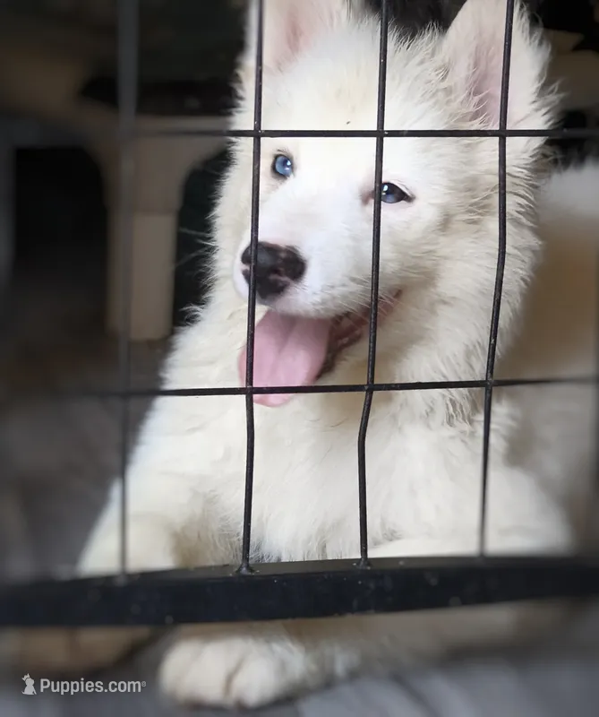 Kazam – Siberian Husky puppy for sale in West Springfield, MA