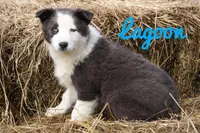 Lagoon, a male Yakutian Laika for sale in West Springfield, MA – Photo 3 of 3