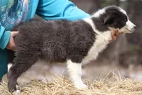 Lagoon, a male Yakutian Laika for sale in West Springfield, MA – Photo 2 of 3