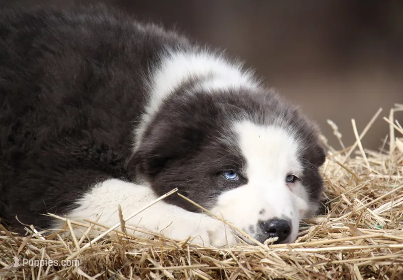 Lagoon – Yakutian Laika puppy for sale in West Springfield, MA