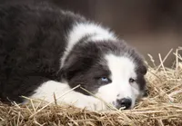 Lagoon, a male Yakutian Laika for sale in West Springfield, MA – Photo 1 of 3