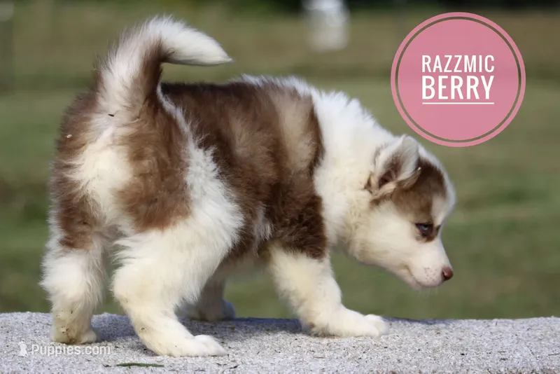 Razzmic Berry – Yakutian Laika puppy for sale in Auriesville, NY