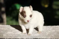 Banana Mania, a male Yakutian Laika for sale in Wells River, VT – 2 of 3
