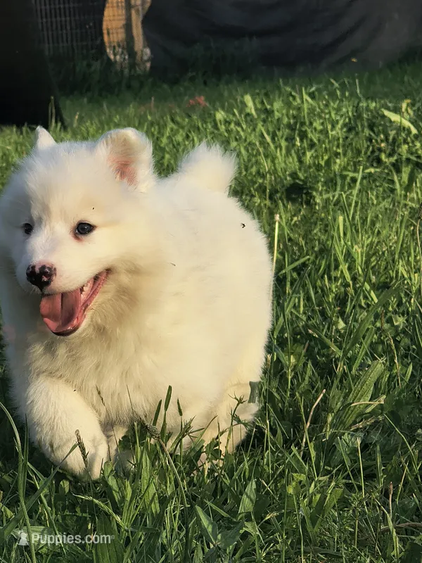 Whap – Yakutian Laika puppy for sale in Wells River, VT