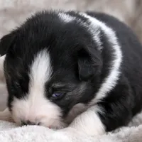 Lapis, a female Yakutian Laika for sale in Woodsville, NH – Photo 2 of 2