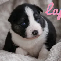 Lapis, a female Yakutian Laika for sale in Woodsville, NH – Photo 1 of 2