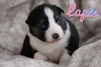 Lapis, a female Yakutian Laika for sale in Wells River, VT – Photo 1 of 2