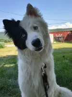 Roku, a male Yakutian Laika for sale in Greenfield, MA – 2 of 3