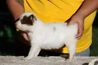 Mango Tango, a male Yakutian Laika for sale in Wells River, VT – 3 of 3